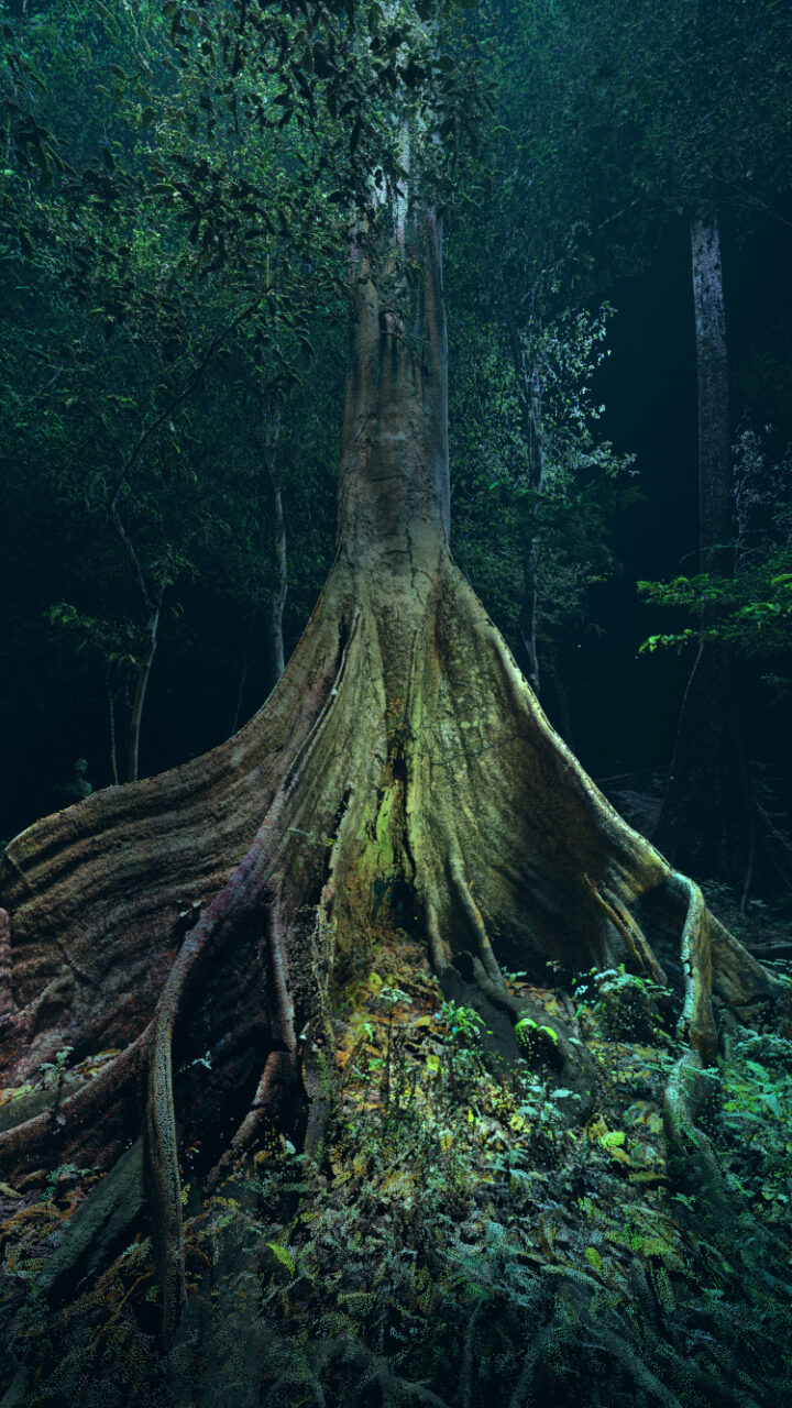 Breathing with the Forest — Marshmallow Laser Feast