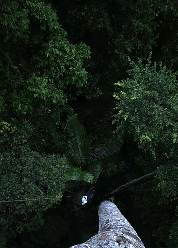 Amazon Rainforest, Scanning Trip, 2020